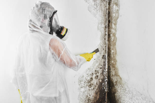 Attic Mold Removal in Jenkintown, PA