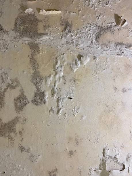 Best Residential Mold Removal  in Jenkintown, PA