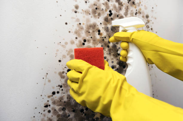 Best Certified Mold Removal  in Jenkintown, PA